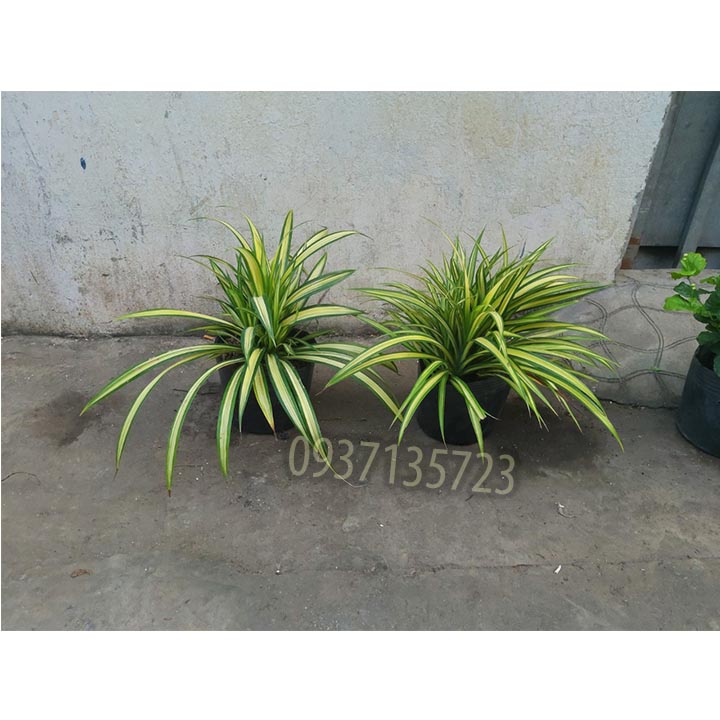 [HCM]CÂY DỨA SỌC VÀNG -DỨA THÁI-DỨA VẠN PHÁT