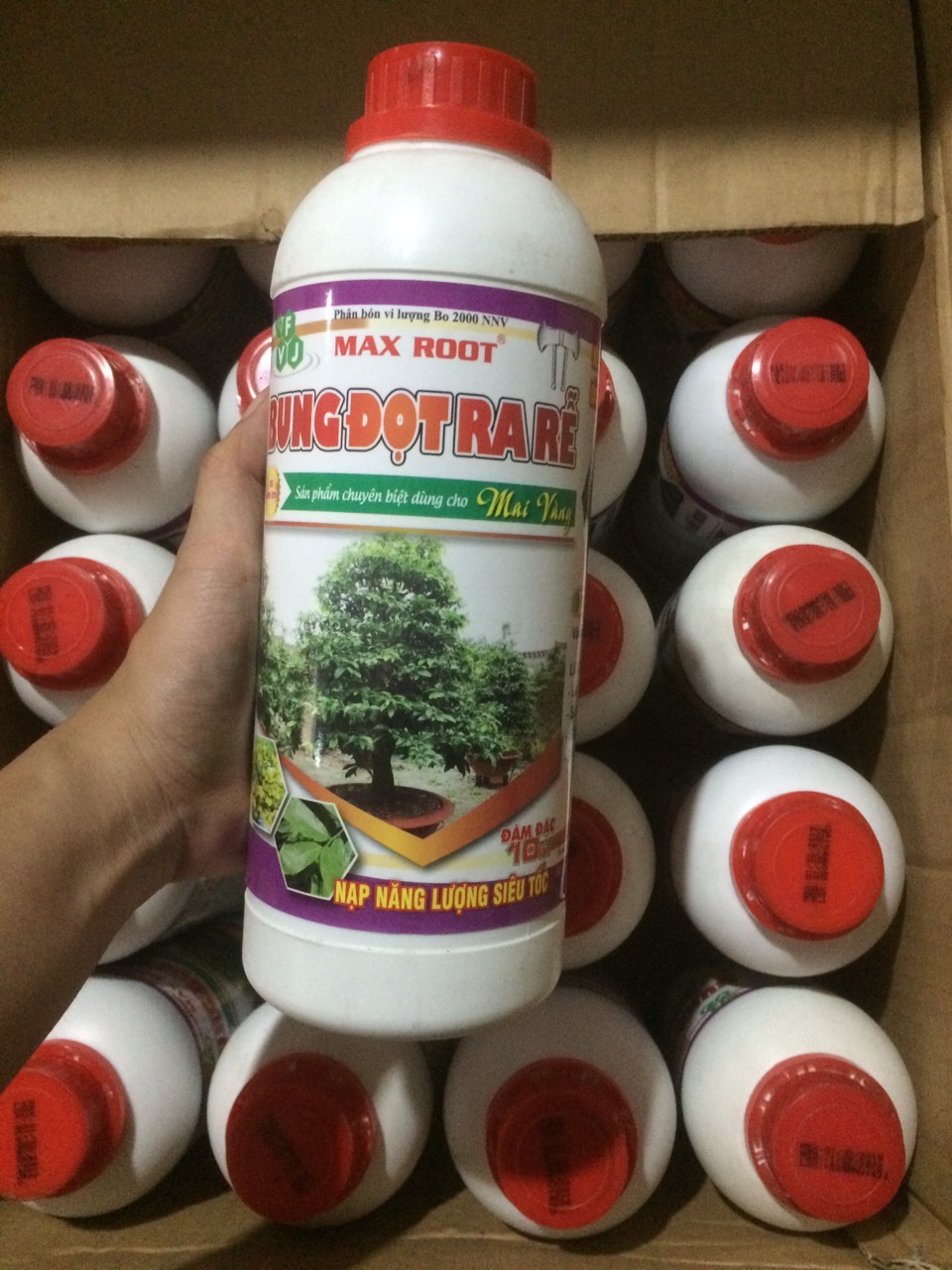 Bung Đọt Ra Rễ - Chuyên Mai Vàng 1L