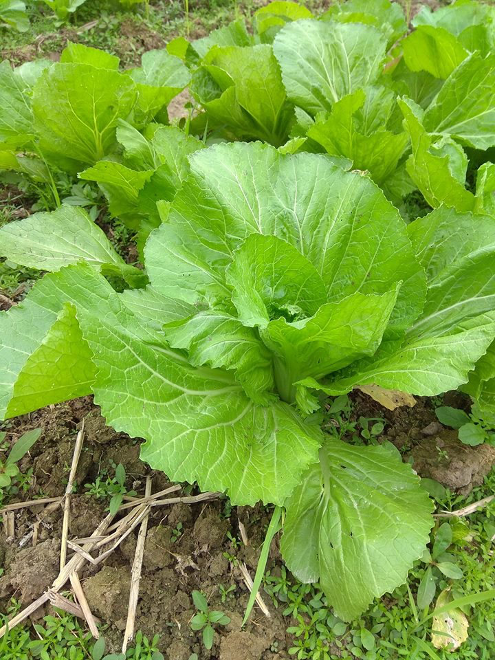 HẠT GIỐNG CẢI BẸ VÀNG Gói 20gr