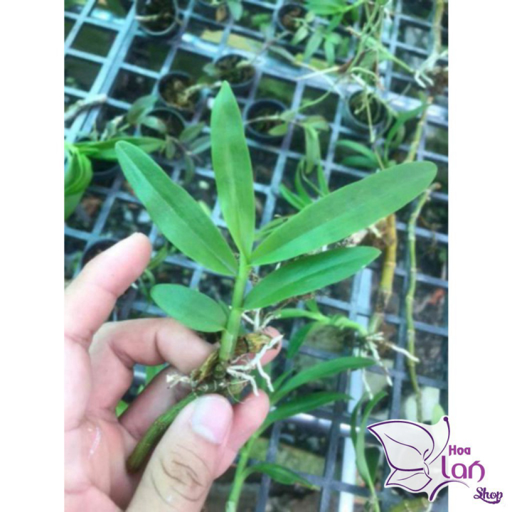 Phong Lan *☘️ FREESHIP ☘️* Lan Trầm rừng tím [ Siêu Rẻ ]