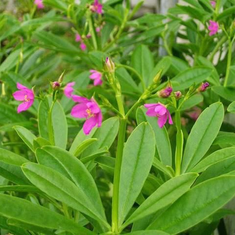 Hạt Giống Sâm Đất ( Thổ Sâm ) - (Talinum.Crassifolium,Willd) - 15 hạt/gói