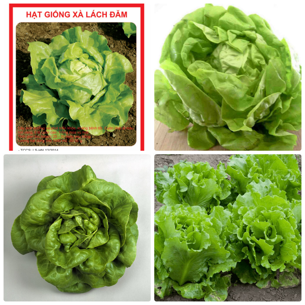 Hạt Giống Xà lách đăm xanh - gói 2gram