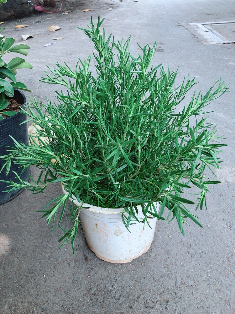 Chậu hương thảo size lớn