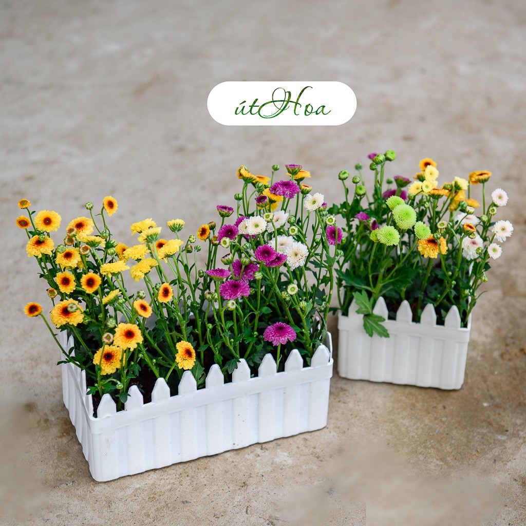 Chậu Hàng Rào Trồng Hoa Kiểng Đủ Size
