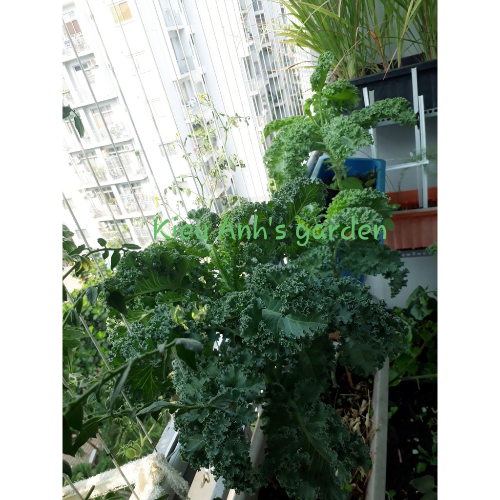 [HCM]Hạt giống Cải xoăn KALE đóng gói 2gr