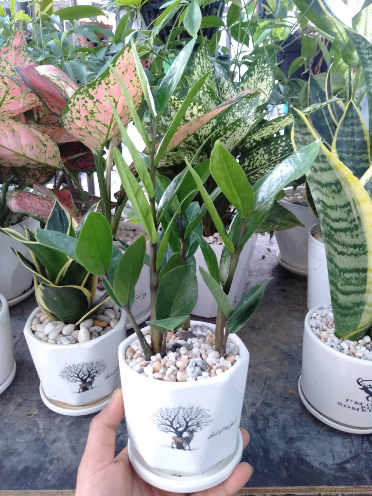 Cây kim tiền mini để bàn chậu sứ (cây kim phát tài)