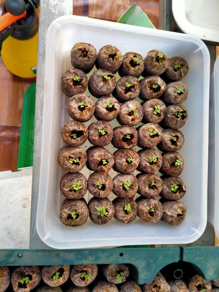 10 Viên nén Sơ Dừa - Sao Thần Nông
