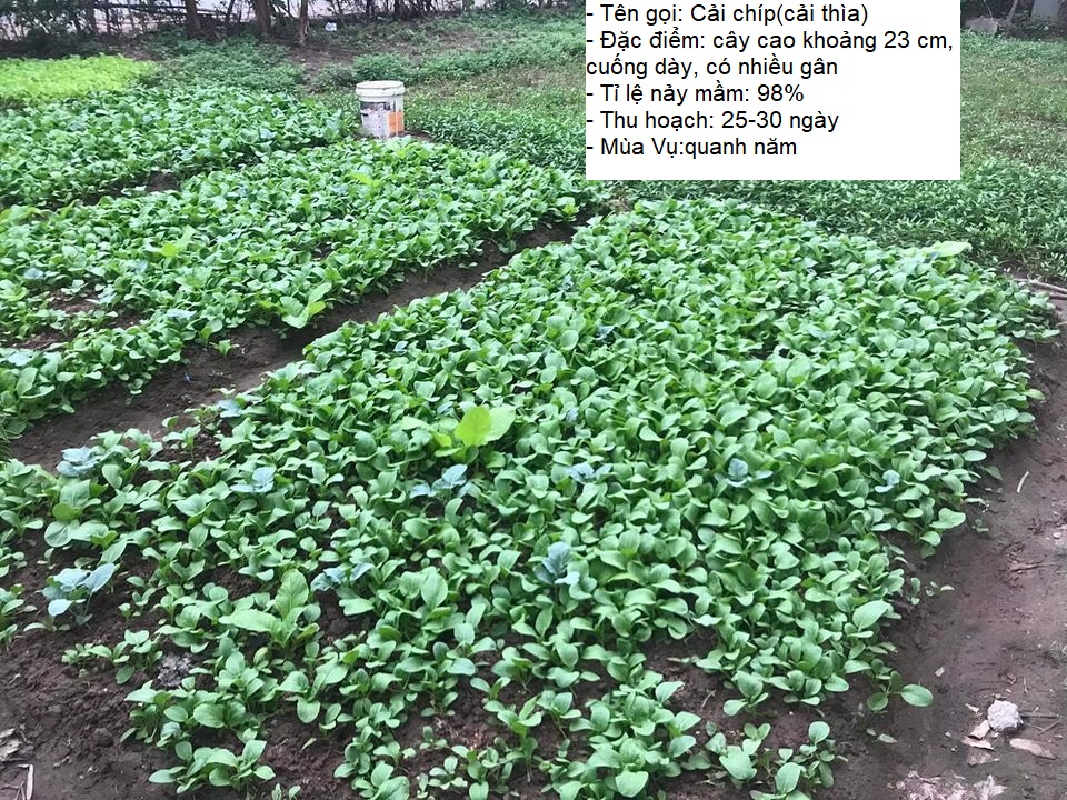 Gói 20gram Hạt giống rau cải chíp (cải thìa - cải chít) -STT0012