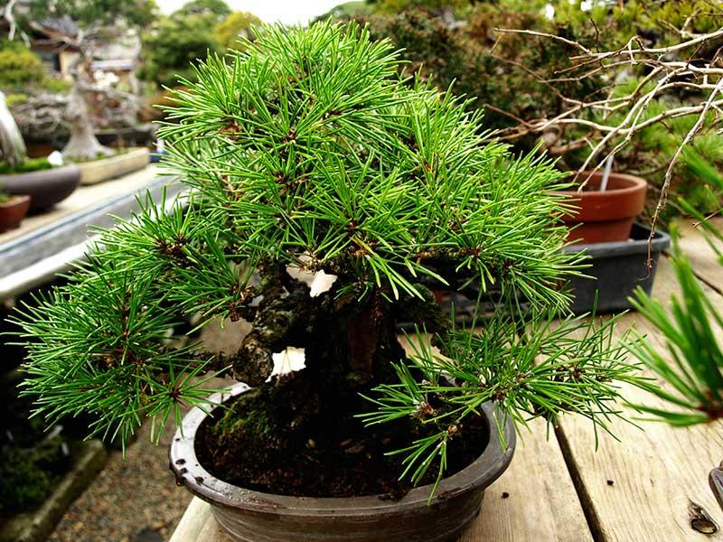 Hạt giống cây thông đen nhật - Tặng gói hạt ngẫu nhiên