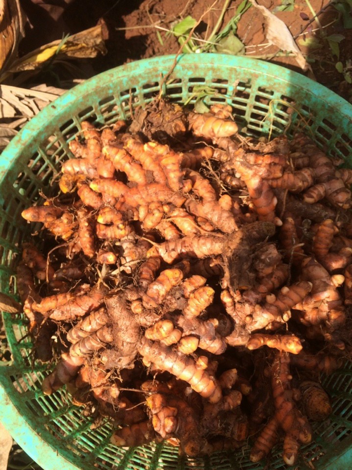 (FREE SHIP) 1 KG tinh bột nghệ Nano Curcumin nguyên chất, thơm ngon vừa sản xuất năm 2025