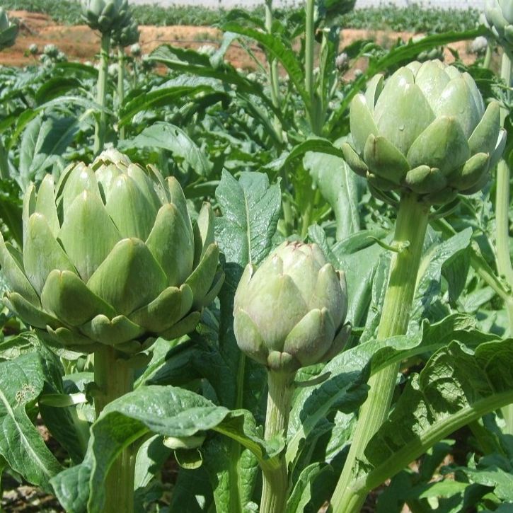 Hạt Giống Atiso Đà Lạt Bông Xanh (2gr)