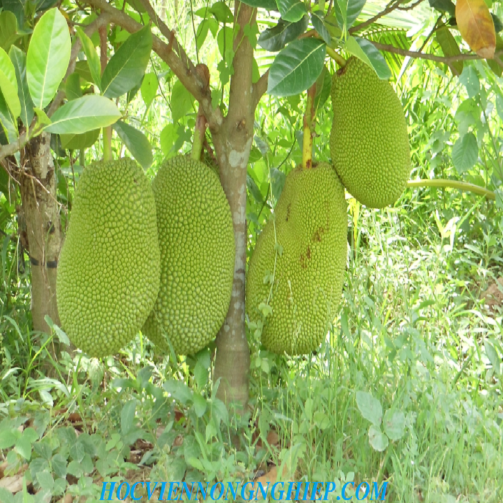 CÂY GIỐNG MÍT THÁI SIÊU SỚM