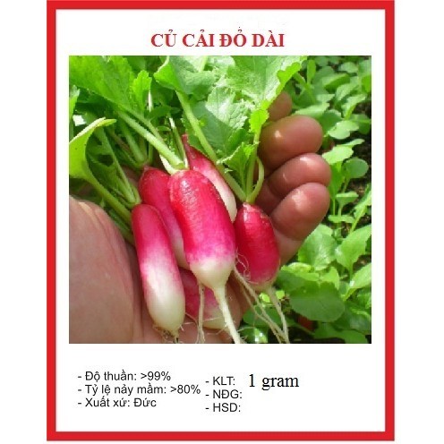 Hạt giống Củ cải đỏ mini dài-5 Gram/gói