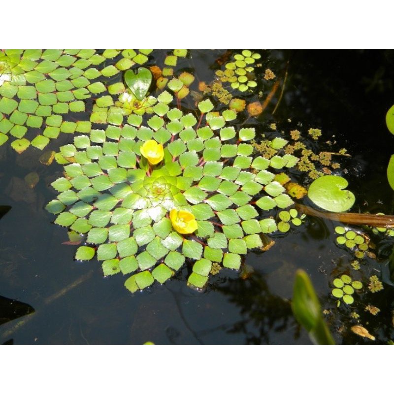 5 Cây Ấu Thái Thủy Sinh