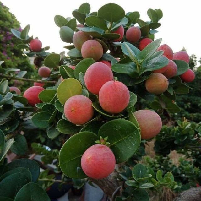 Cây siro đài loan- Hoa kiểng Nguyễn Lộc- Cây giống chất lượng cao