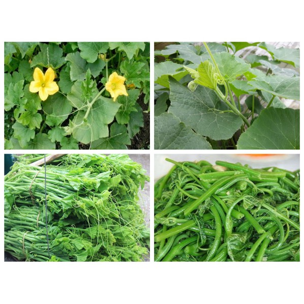 [HCM][Rau Củ Quả] - Gói 10g hạt giống bí ngọn siêu đọt