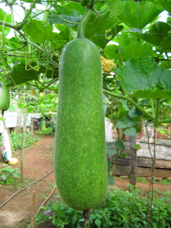 15 Hạt giống Bí đao chanh