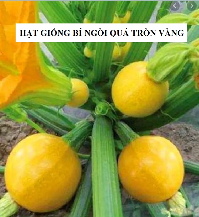 Hạt Giống Bí Ngòi Tròn Vàng - 2gram (15 Hạt )