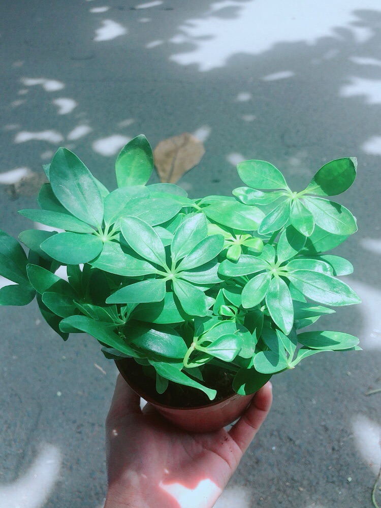Cây Ngũ Gia Bì Để Bàn