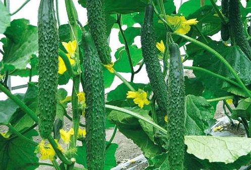 Hạt giống dưa chuột Nhật Bản F1 0.1gr sai quả, giống tự thụ phấn