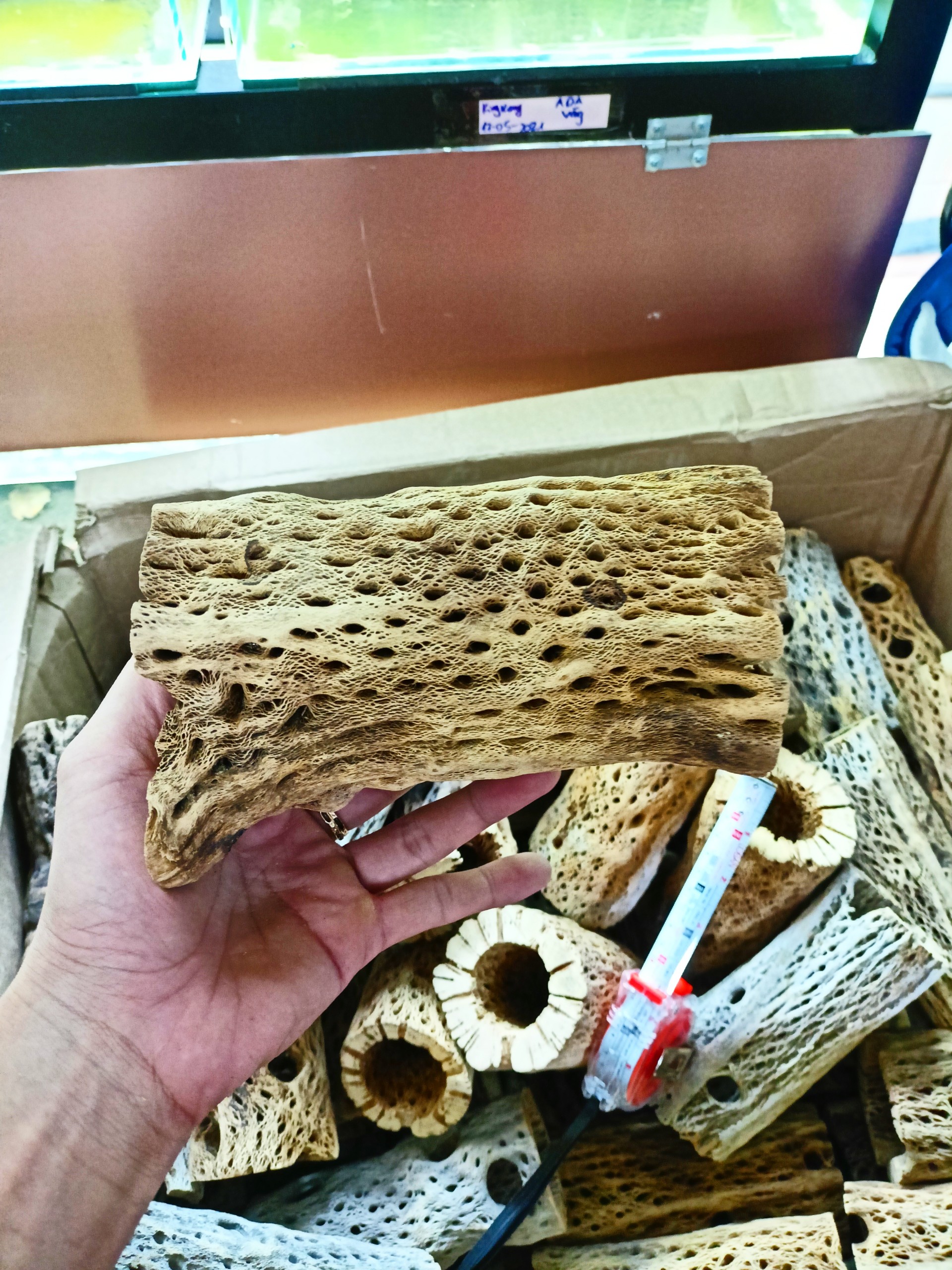 Lũa Cholla Teddy Size Lớn