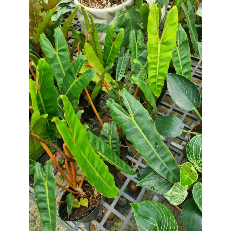 Cây philodendron billietiae - Trầu bà hồng hạc