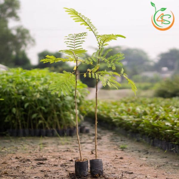0.5 KG HẠT GIỐNG LIM XẸT [ gỗ LIM, LIM XANH ] [ hạt đẹp tuyển chọn bao nảy mầm ]