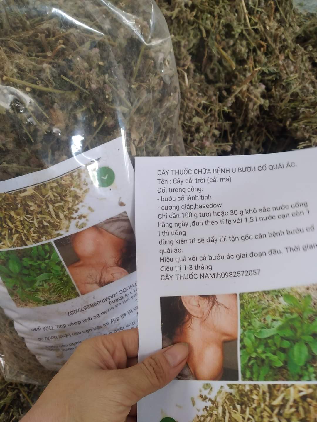 (Dược liệu khô) Cây Cải trời (còn có tên Kim đầu te) phơi khô 500g