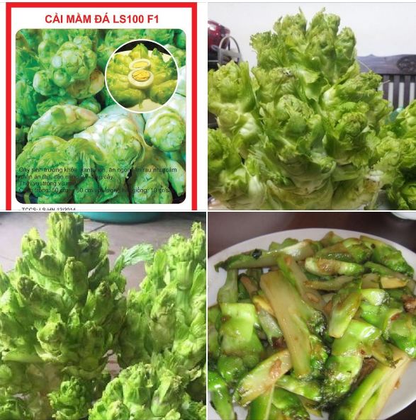 Túi 0.2 gr hạt giống rau cải mầm đá . hạt giống chất lượng cao