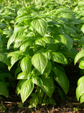 Hạt Giống Rau Quế Lá To Gói 5gr - Sen Vàng Seeds