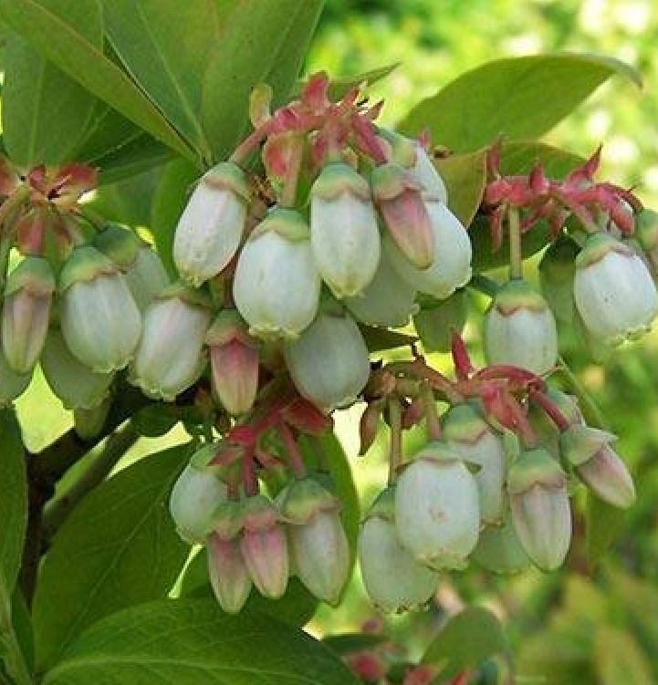 "Gói  30"Hạt giống việt quất đỏ [Seeds]