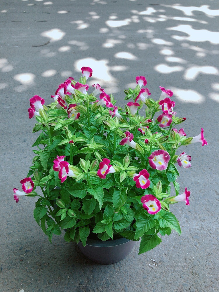 Hoa ban sê tím và hồng