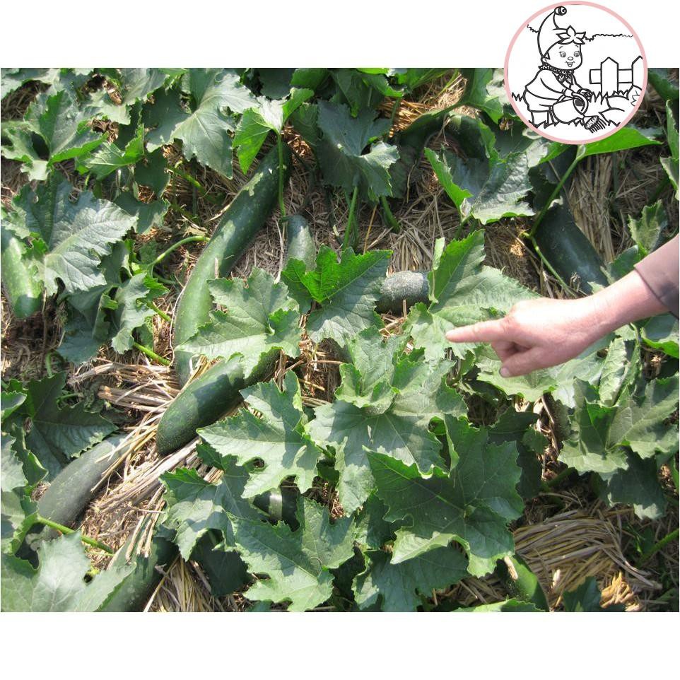 HẠT BÍ ĐAO CHANH, BÍ SẶT - GÓI 1 GRAM