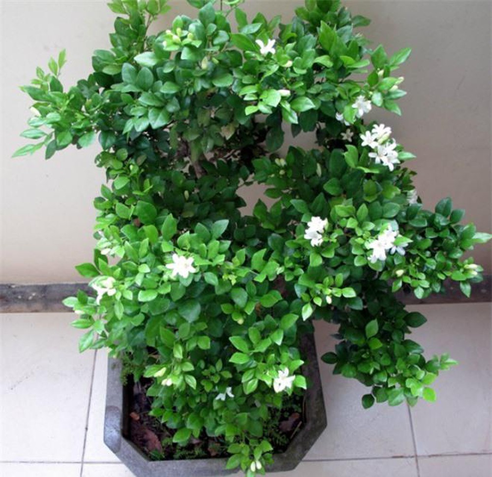 CÂY NGUYỆT QUẾ THÁI SIZE TO SIÊU ĐẸP, HOA SIÊU THƠM