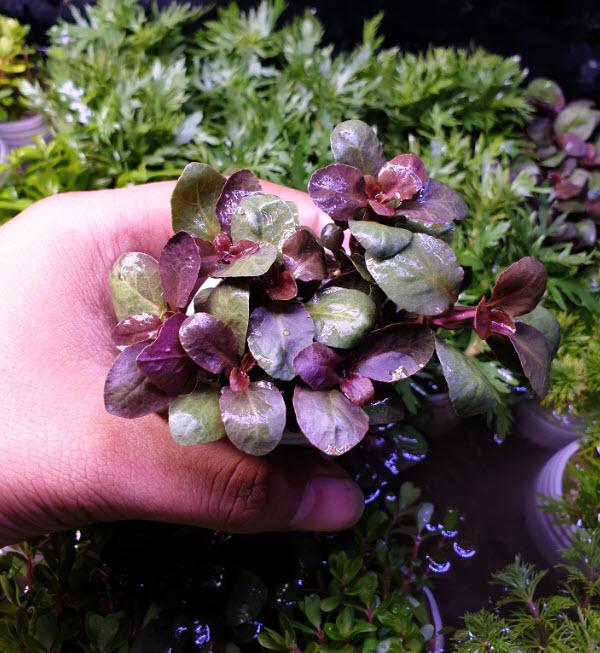 [Hoàn Tiền 10%] Cây Thủy Sinh: Hồng Ba Tiêu