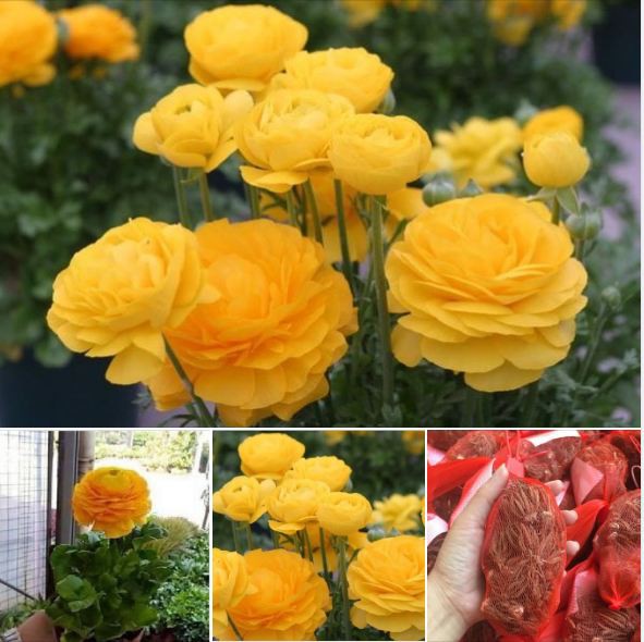 Củ giống củ giống hoa hồng mao lương hoa vàng - 1 củ kèm viên nén ươm củ