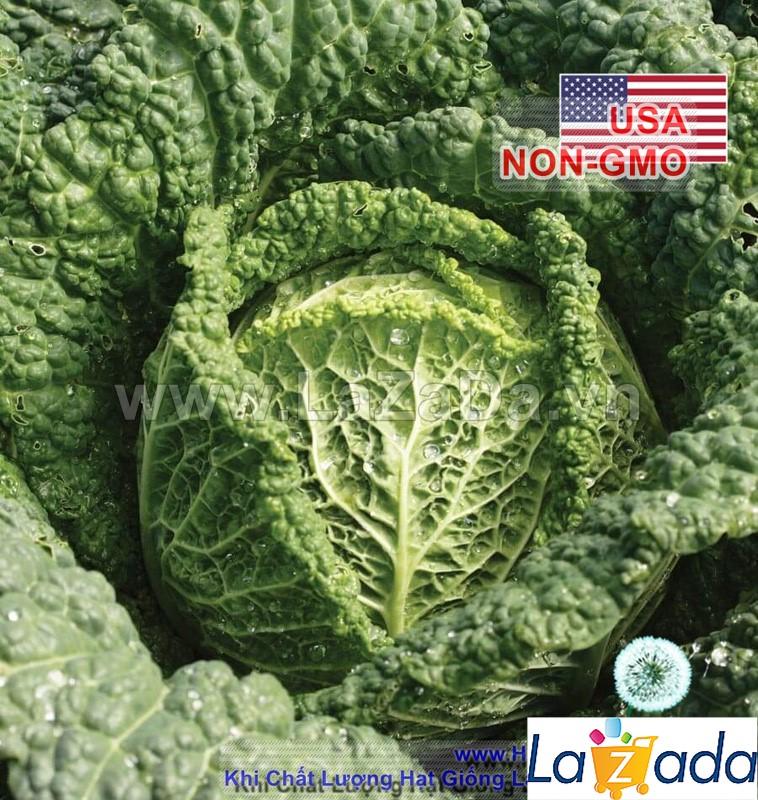 1Gr Hạt Giống Cải Bắp Nhăn Savoy (A1.204| C46*W22*M166)