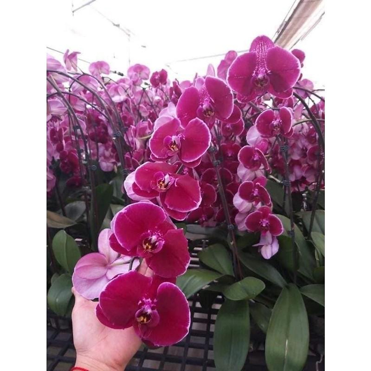Hoa lan hồ điệp cây đẹp cốc 2.8