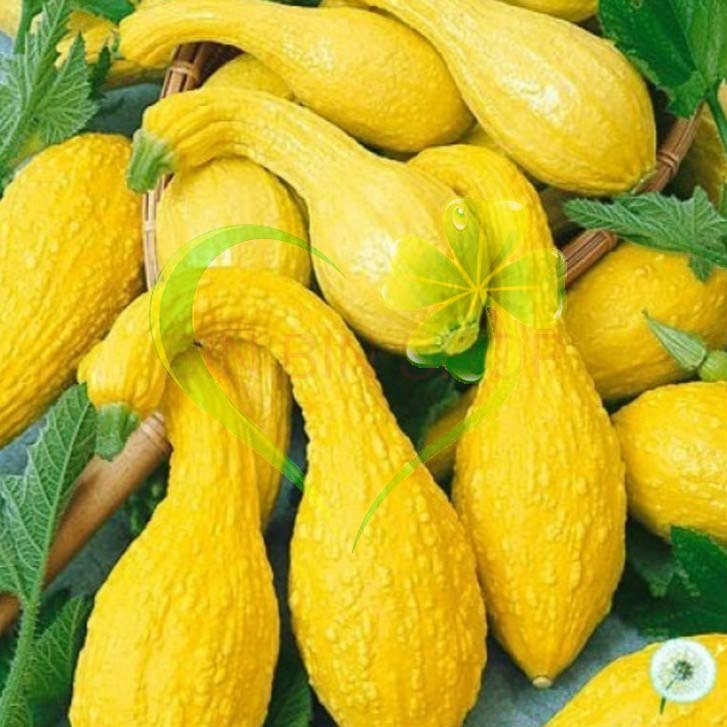 Hạt giống bí thiên nga - gói 5 hạt