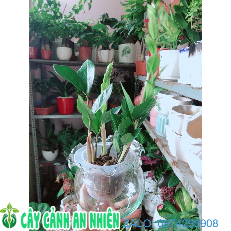Chậu cây kim tiền thái thuỷ sinh