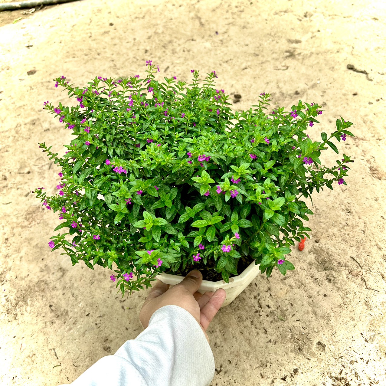 Chậu cây cẩm tú mai hoa nở quanh năm
