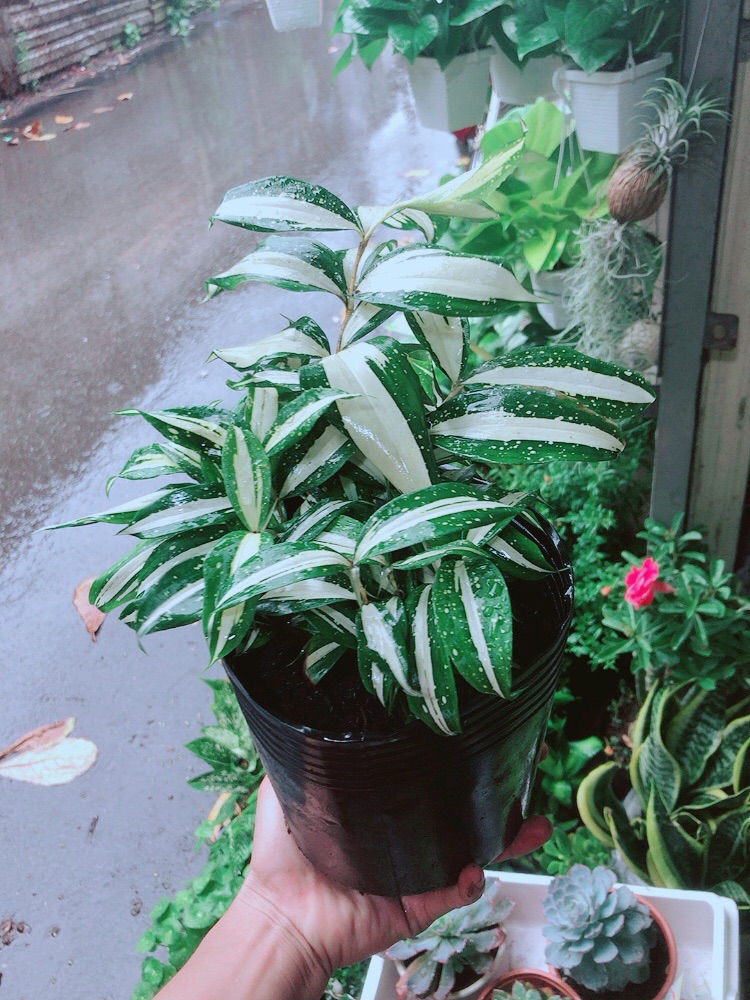 Trúc Nữ Hoàng