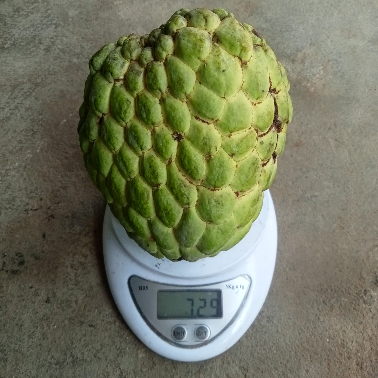 20 Hạt Giống Mãng Cầu Na Thái