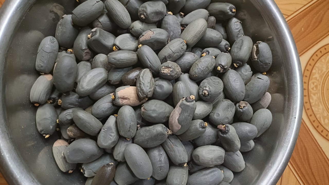 500gram hạt giống mủ trôm
