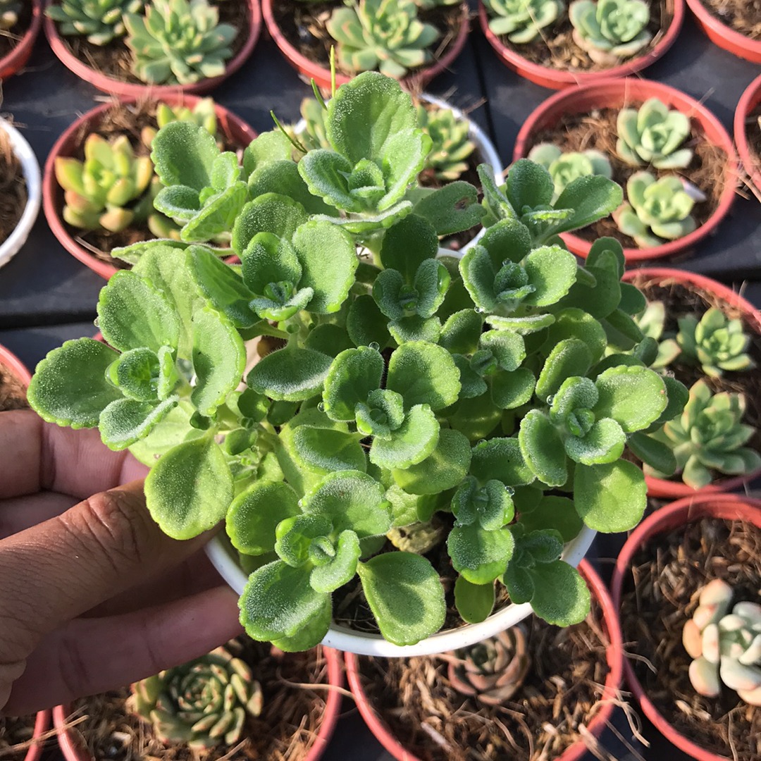 Nhất mạt hương chậu trung - Sen thơm