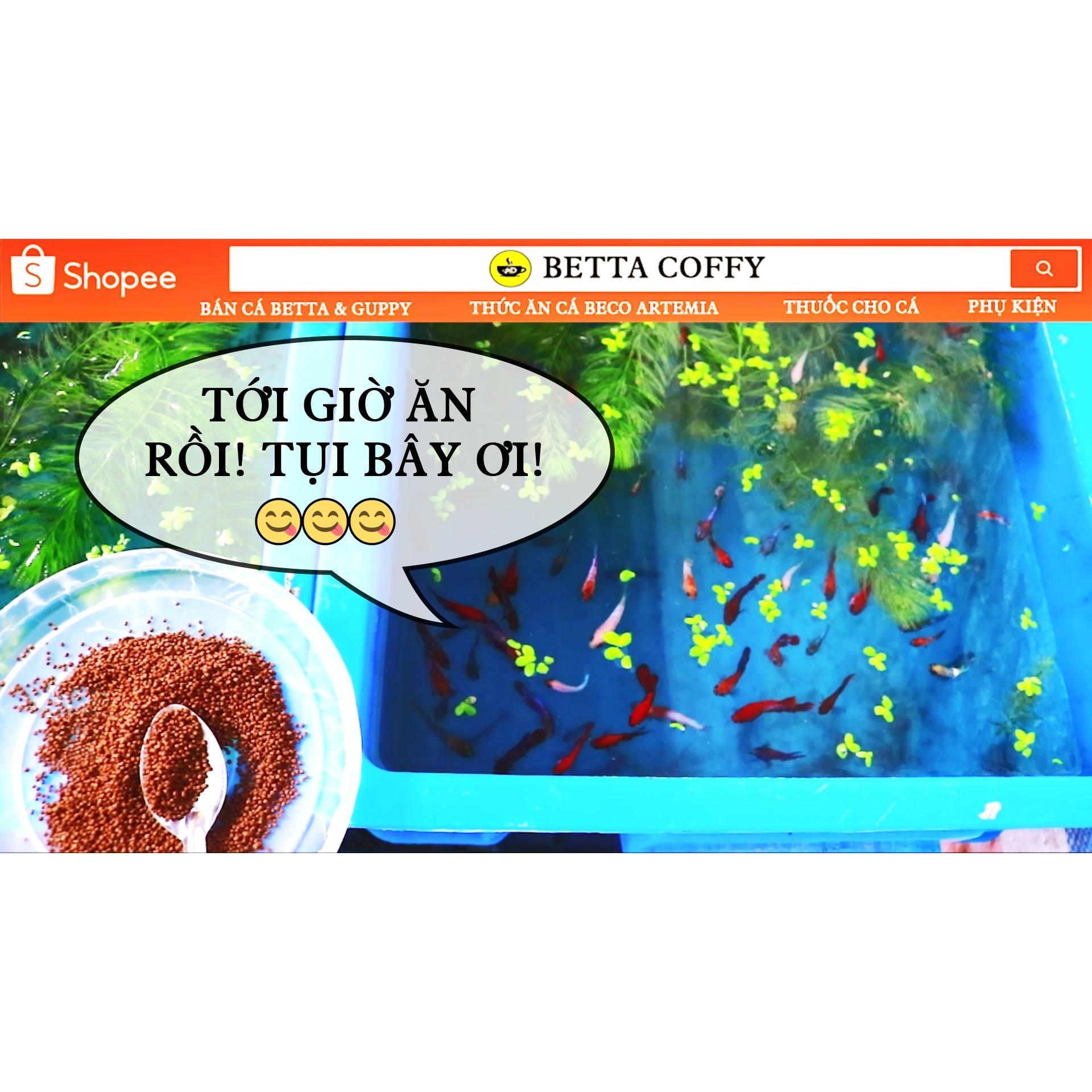 Cám Beco 3 - Thức ăn cá ba đuôi chép vàng ranchu