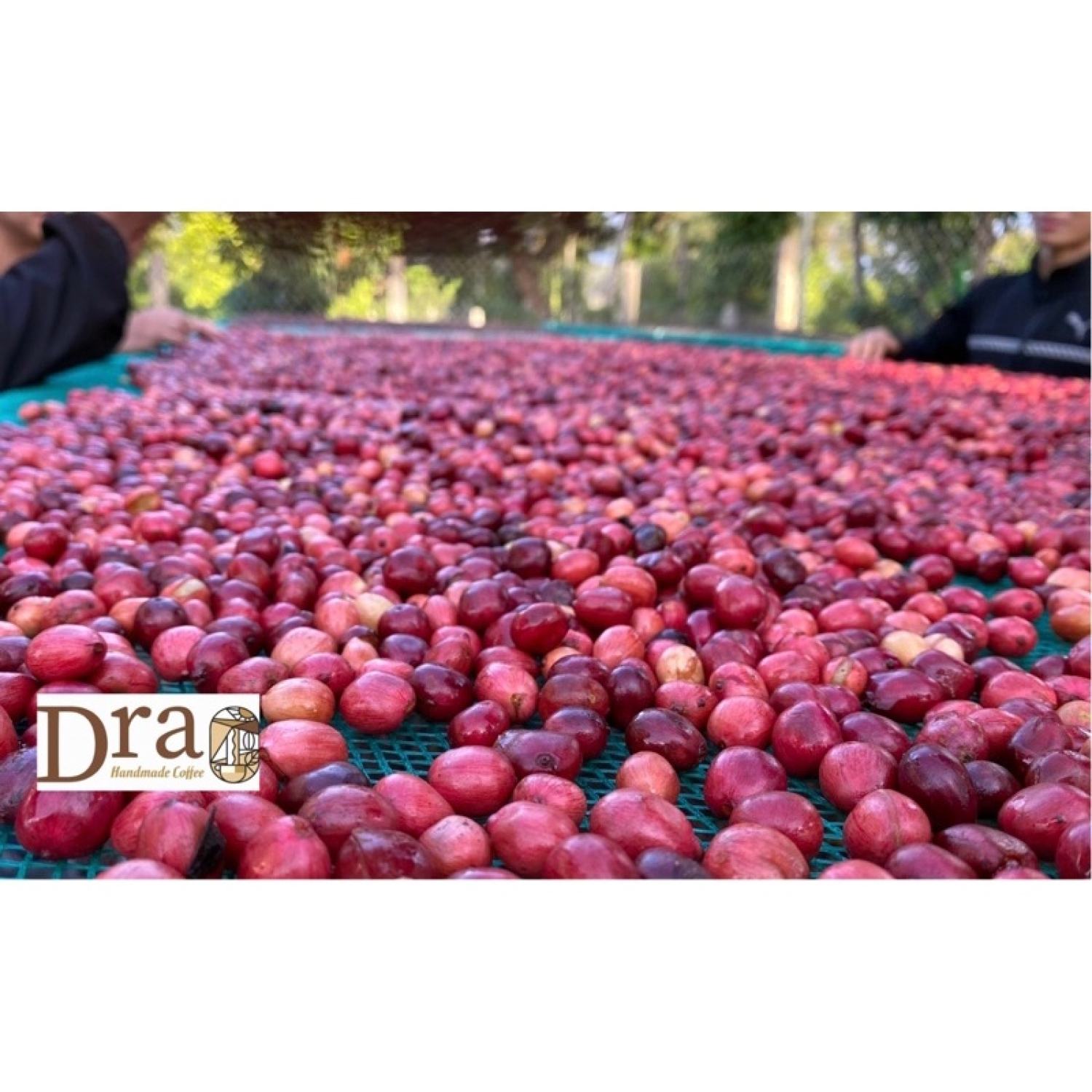 Cà phê Culi Robusta 100% nguyên chất rang mộc, Cà phê sạch hữu cơ, pha phin, pha máy, espresso
