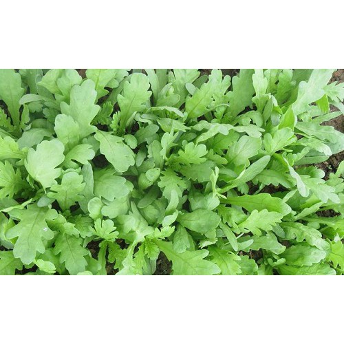 hạt giống rau tần ô lá tròn ( cúc nếp) gói 20g