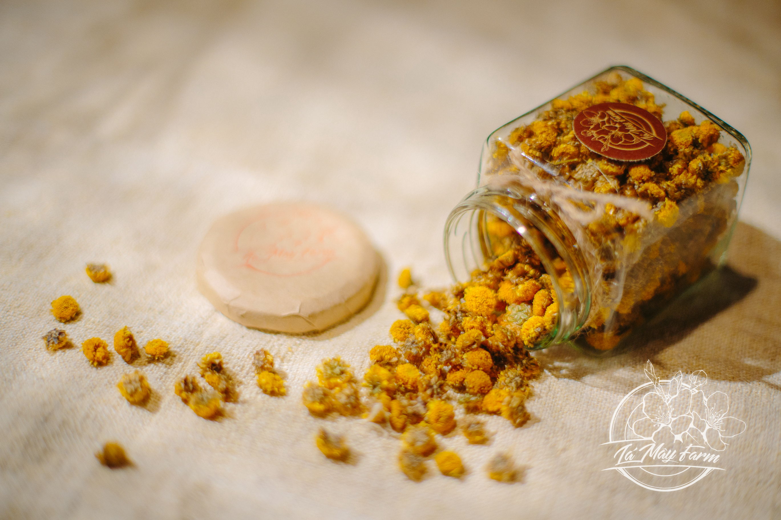 Chrysanthemum Tea (flower)
