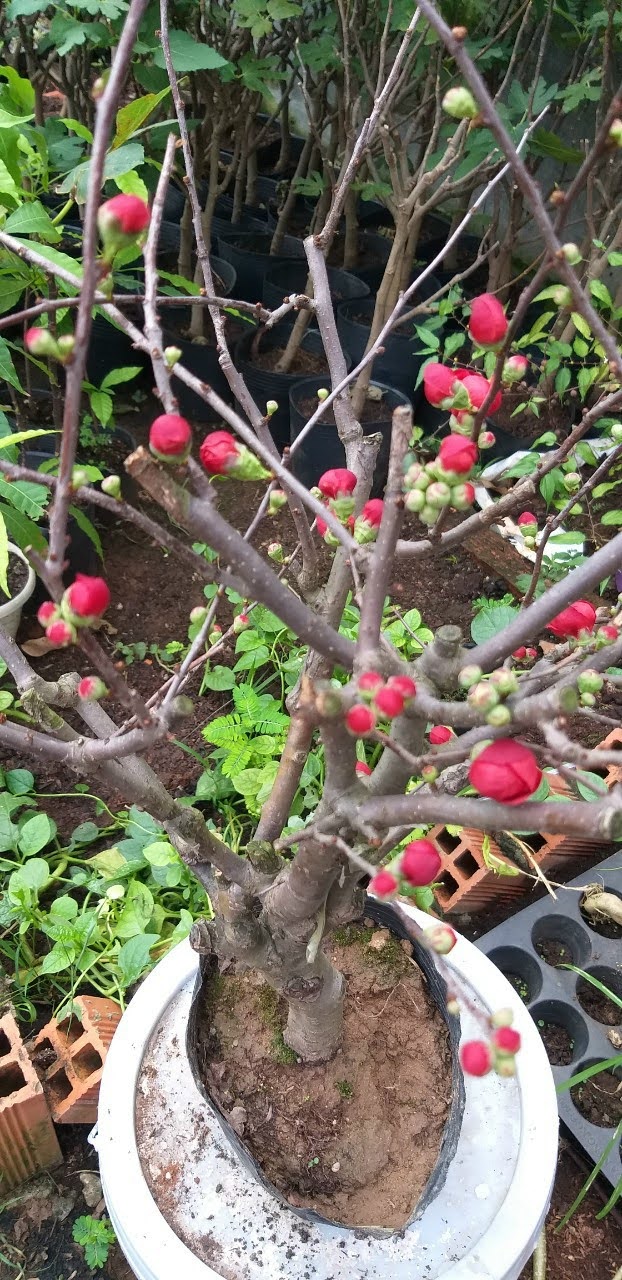 Cây mai đỏ đang nụ cho hoa tết Nguyên Đán 2022 - Chaenomeles Japonica